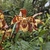 Yellow/Brown flowers in October. Antioquia, Colombia