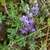 Blue flowers in October in Cusco, Peru