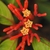Ornage-Red flower spikes in October in Lee County, FL