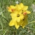 Flowers in October in Onkaparing in Australia