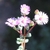 Flowers in October in West Coast County in South Africa
