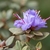 Flowers in October in Yunnan Province, China