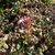 Small plant with pinkish flowers in April in Lublinie, Poland
