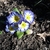 Flowers in September in Nelson, New Zealand