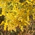 Bunched small yellow in full bloom in September in Virginia
