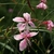 4 petalled white/pink flowers with long white anthers