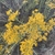 Flowers in September in Dona Ana County, New Mexico