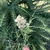 Flowers in September in Kusadasi, Turkey