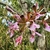 cluster of orchid flowers with large pink lips