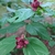 Shrub with coarse foliage & large red flowers.
