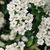 Flowers closeup in May in Minsk, Belarus
