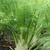 Foeniculum vulgare
