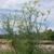 Foeniculum vulgare