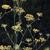 Foeniculum vulgare