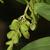 Unripe fruits