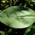 Leaf closeup