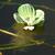 Pistia stratiotes