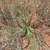 Form with several long green leaves. October. South Africa