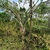 Epiphytic orchid plant. Growing between two tree branches.