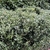 Bushy plant in bloom (small white flowers) in February in UK