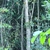 Form in April in Hat Yai District in Thailand