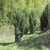 Form in April in Hessen, Germany