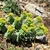 Form with yellow cupped flowers on the tips in April in Cr
