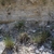 Form in April in Languedoc-Roussillon, France