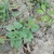 Small plant with green leaves in April in Lublinie, Poland