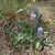 Form in April in Lexington County in South Carolina