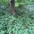 Form in August in Chester County, Pennsylvania