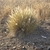Form in August in Golan, Israel