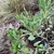 Form for diffusus in June in Richmond County, North Carolina