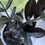 Pinnate, shiny leaves are dark green, almost black.