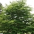 Form in July in Oakdale, New York