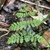 fronds.