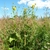 Form in July in Mokshanskiy rayon, Russia