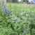 Form in July in Omsk region, Russia