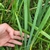 Form in July in Skane County, Sweden
