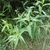 Form in July in Teton County, Wyoming
