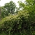 Form in June in Fukushima, Japan