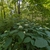 Form in June in Grundy County, Tennessee