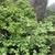 Form in June in Huangshan in China