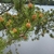 Branch/Flowers in June in Lake County in Minnesota