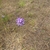 Form in June in Lyle, Washington