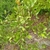 Leafy branches on a shrub.