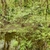 Form in March in Bayou Manchac, Louisiana