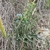 Form in March in Bega Valley, Australia