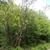 Form in May in Abruzzo in Italy