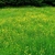 View across a meadow with 100s of yellow flowers.